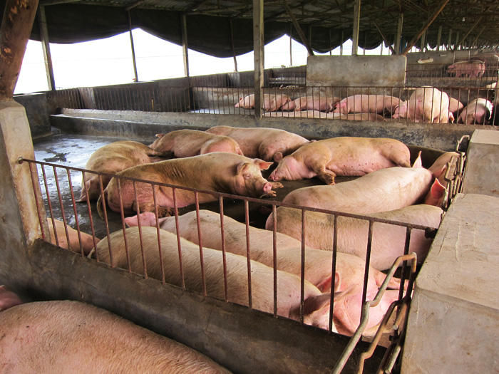 舜泰肉豬養殖基地